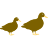 Ducks