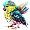 Budgie Bird Cockatiel Bird Owner