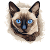 Siamese Cat Siamkatze