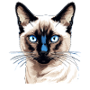 Siamese Cat Siamkatze