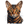 Bengal Cat