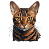 Bengal Cat