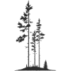 Forest area