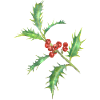 Holly