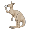 Kangaroo Coffee Mug