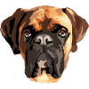 Boxer