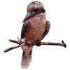 Jägerliest, australien, vögel