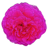 gefüllte rose, schöne blumen, rosatönte
