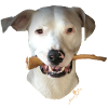 Odi-Dogoargentino