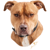 Americanstaffordshire-Terrier Braun