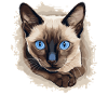 Siamese Cat Siamkatze