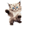Ragdoll