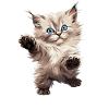 Ragdoll