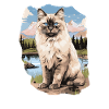 Ragdoll