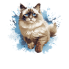 Ragdoll