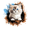 Ragdoll