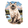 Ragdoll