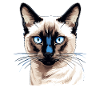 Siamese Cat Siamkatze