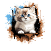 Ragdoll