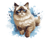 Ragdoll