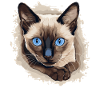 Siamese Cat Siamkatze