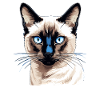 Chat Siamois Siamkatze
