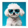 Bichon Frise Cool - Bichon Frise