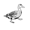 Black and White Drawing - Duck