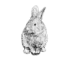 Black and White Drawing - Rabbit
