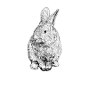 Line Drawing - Rabbit