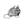 Dessin noir et blanc - Souris