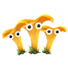 mushroom family,mushrooms, family, mushroom, chanterelles
