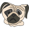 Pug face