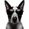 Bull Terrier Cool - Pies Bull Terrier
