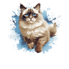 Ragdoll