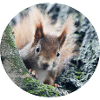 Eichhörnchen, isibat