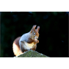 Eichhörnchen, Isibat