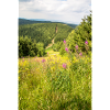Waldweg im Tal