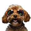 Cockapoo Cool - Cockapoo Dog