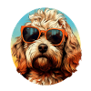 Cockapoo Cool - Cockapoo Dog