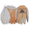 Pekingese - fun