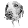 Doggy Nose