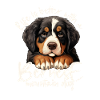 Bouvier bernois