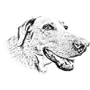 Happy Dog