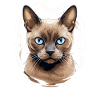 Burmese Cat Burma Katze