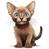 Burmese Cat Burma Katze