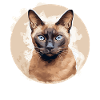 Burmese Cat Burma Katze