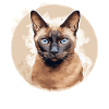 Burmese Cat Burma Katze