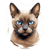 Burmese Cat Burma Katze