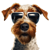 Fox Terrier Cool - Fox Terrier
